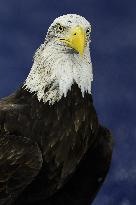 CALCIO - Serie A - SS Lazio vs Atalanta BC