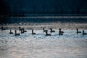 Wildlife At The Oxbow Nature Conservancy