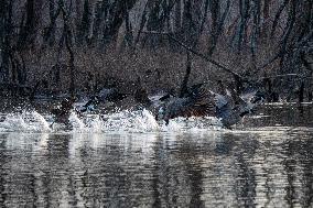 Wildlife At The Oxbow Nature Conservancy