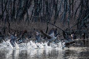 Wildlife At The Oxbow Nature Conservancy