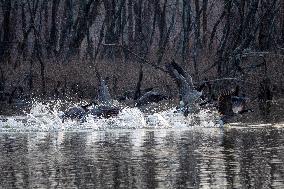 Wildlife At The Oxbow Nature Conservancy