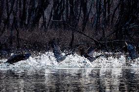 Wildlife At The Oxbow Nature Conservancy