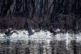 Wildlife At The Oxbow Nature Conservancy