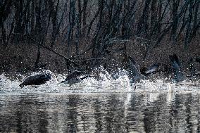 Wildlife At The Oxbow Nature Conservancy