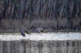 Wildlife At The Oxbow Nature Conservancy