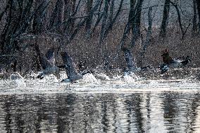 Wildlife At The Oxbow Nature Conservancy