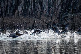 Wildlife At The Oxbow Nature Conservancy