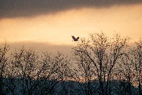 Wildlife At The Oxbow Nature Conservancy