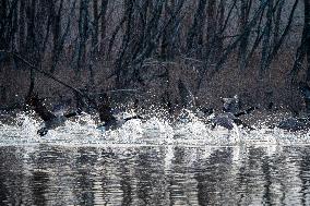 Wildlife At The Oxbow Nature Conservancy