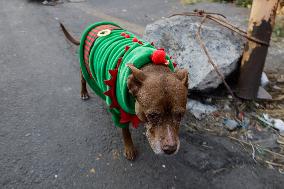 Daily Life In Mexico City