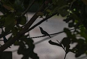 Sunbird - Urban Wildlife India