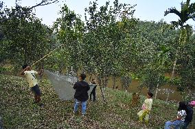 Orange Festival In Assam