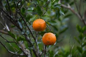 Orange Festival In Assam