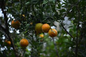 Orange Festival In Assam