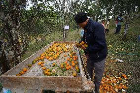 Orange Festival In Assam