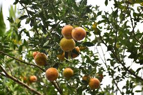 Orange Festival In Assam