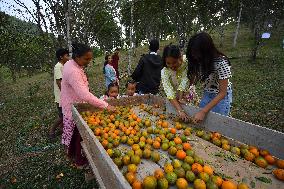 Orange Festival In Assam