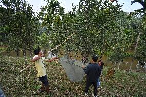 Orange Festival In Assam