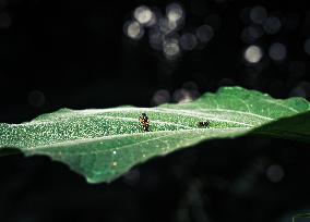 Megamerinidae Fly - Animals India