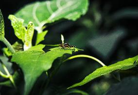 Megamerinidae Fly - Animals India