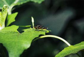 Megamerinidae Fly - Animals India