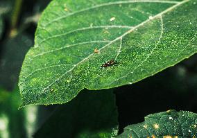 Megamerinidae Fly - Animals India