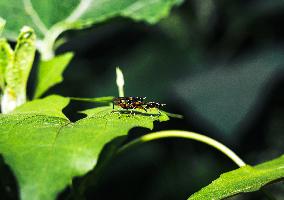 Megamerinidae Fly - Animals India