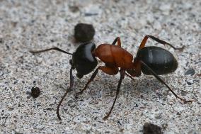 Red Carpenter Ant