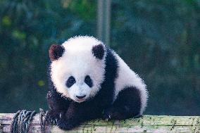 Giant Panda Celebrate New Year in Chongqing Zoo