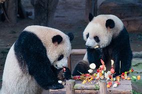 Giant Panda Celebrate New Year in Chongqing Zoo