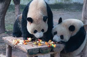 Giant Panda Celebrate New Year in Chongqing Zoo