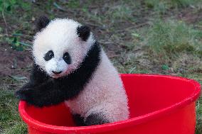 Giant Panda Celebrate New Year in Chongqing Zoo