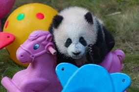 Giant Panda Celebrate New Year in Chongqing Zoo