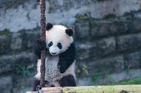 Giant Panda Celebrate New Year in Chongqing Zoo