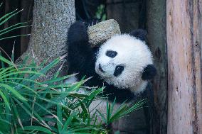 Giant Panda Celebrate New Year in Chongqing Zoo