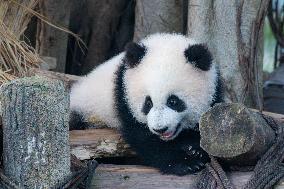 Giant Panda Celebrate New Year in Chongqing Zoo