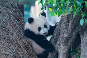 Giant Panda Celebrate New Year in Chongqing Zoo