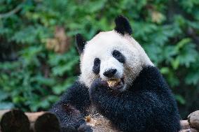 Giant Panda Celebrate New Year in Chongqing Zoo