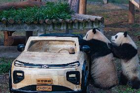 Giant Panda Celebrate New Year in Chongqing Zoo