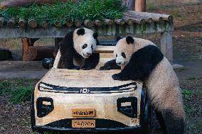 Giant Panda Celebrate New Year in Chongqing Zoo