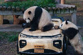 Giant Panda Celebrate New Year in Chongqing Zoo