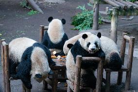 Giant Panda Celebrate New Year in Chongqing Zoo