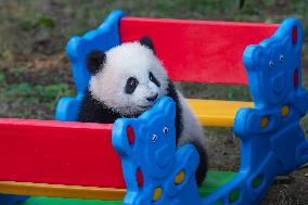 Giant Panda Celebrate New Year in Chongqing Zoo