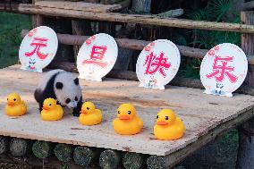 Giant Panda Celebrate New Year in Chongqing Zoo