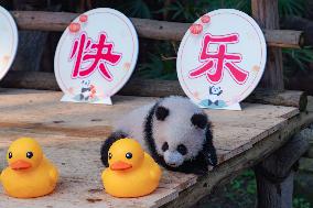 Giant Panda Celebrate New Year in Chongqing Zoo