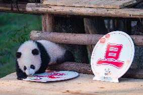 Giant Panda Celebrate New Year in Chongqing Zoo