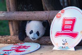 Giant Panda Celebrate New Year in Chongqing Zoo