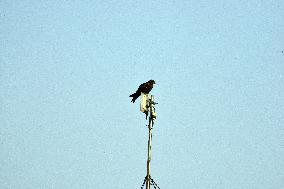 India Bird Mobile Tower