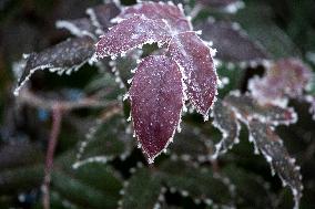 A Frosty Morning In Sofia.