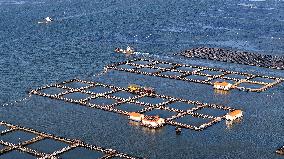 Large Yellow Croaker Breeding Base